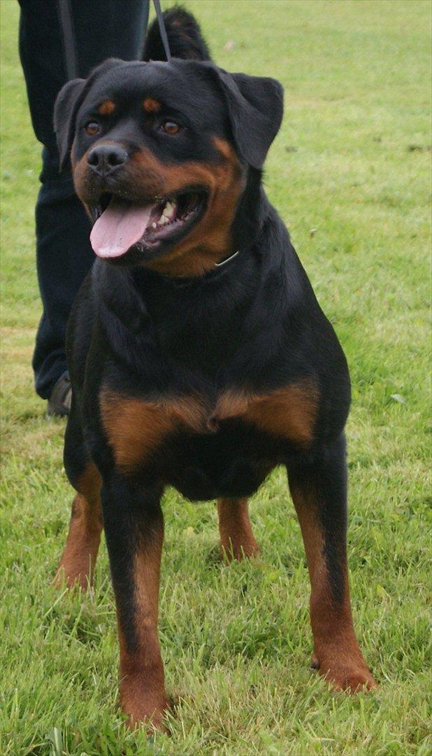 Rottweiler VOM HAUSE WENORRA HONEY billede 1