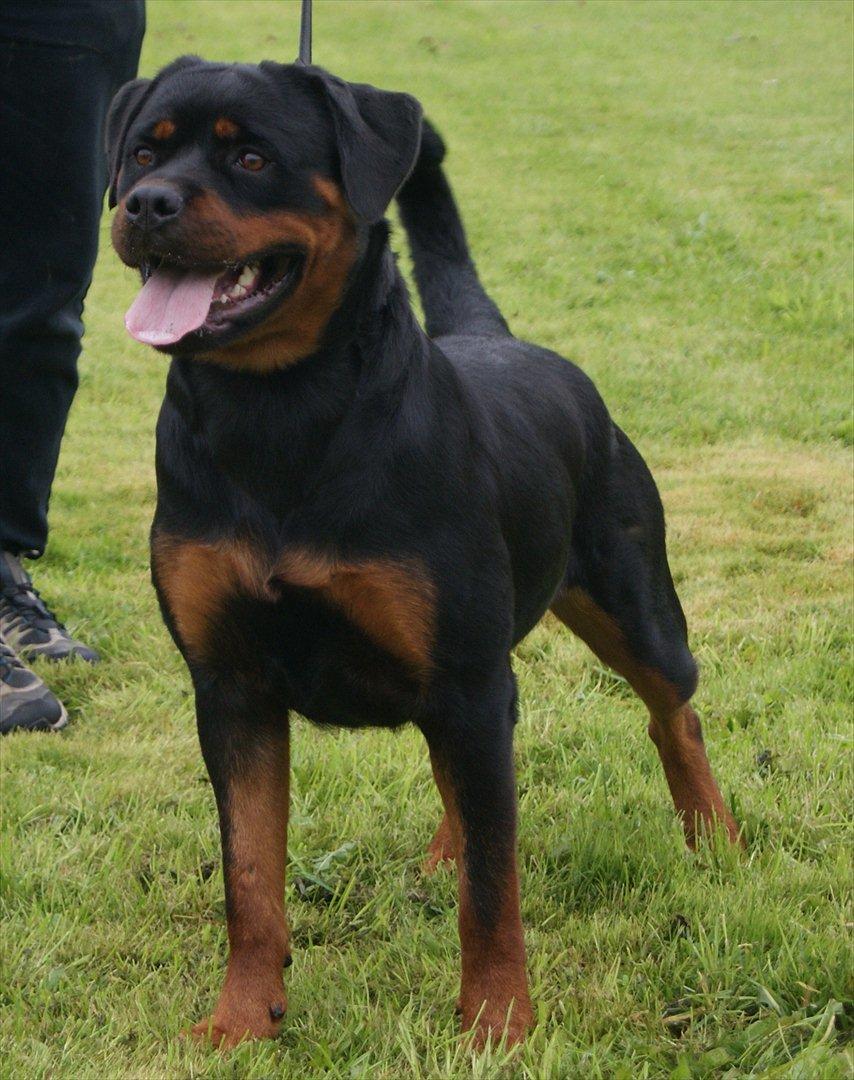 Rottweiler VOM HAUSE WENORRA HONEY billede 13