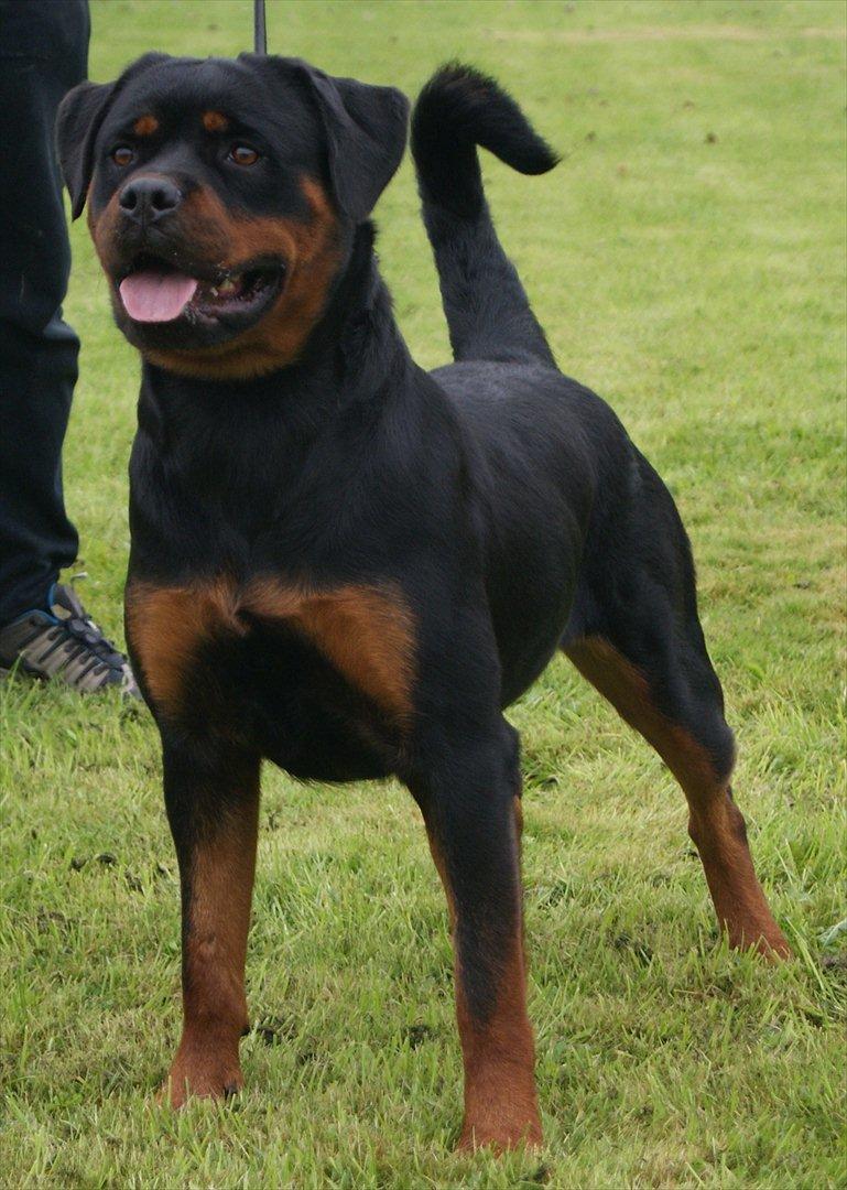 Rottweiler VOM HAUSE WENORRA HONEY billede 14