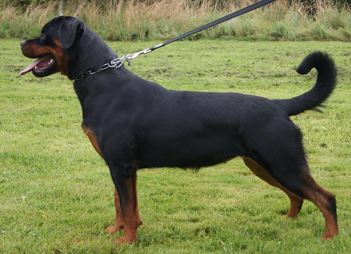 Rottweiler VOM HAUSE WENORRA HONEY billede 15