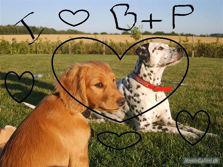 Cocker spaniel Pixi billede 10