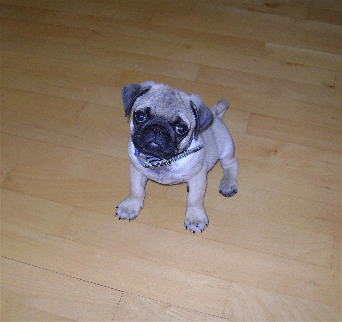 Mops Flemming - her har vi lige hentet ham. 10 uger gammel. billede 19