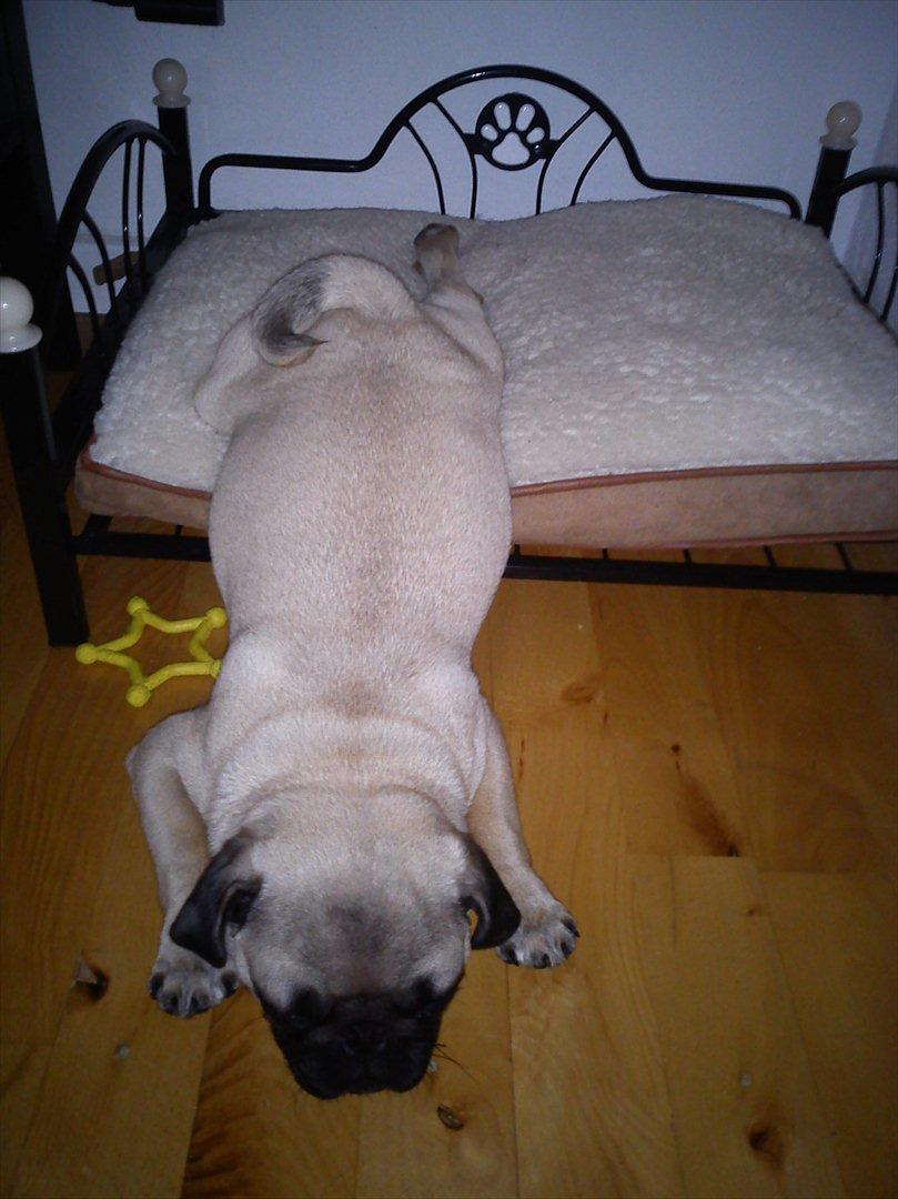 Mops Flemming billede 6