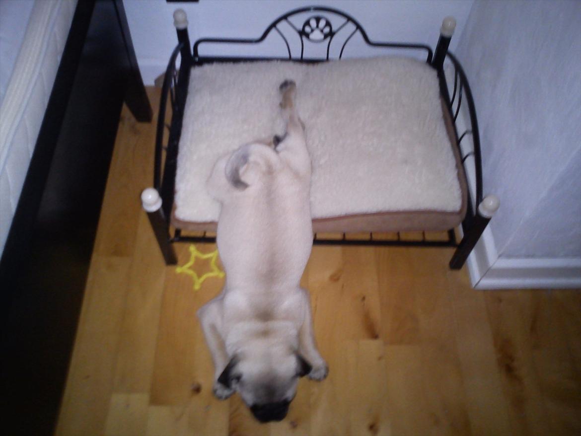 Mops Flemming billede 7