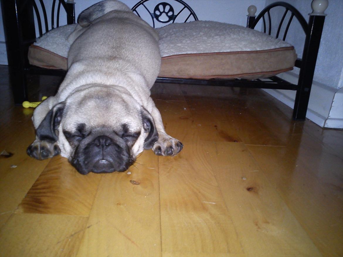 Mops Flemming billede 8