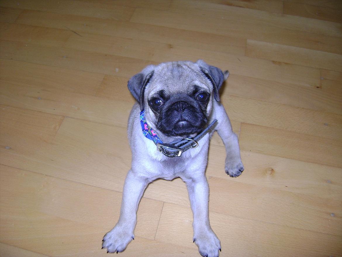 Mops Flemming - 10 uger gammel billede 18