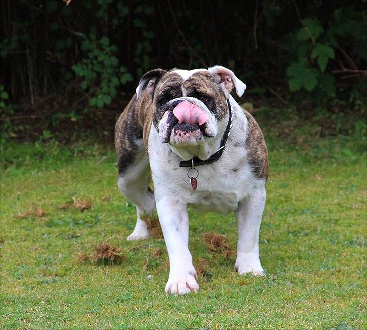 Engelsk bulldog » cecil «  billede 3