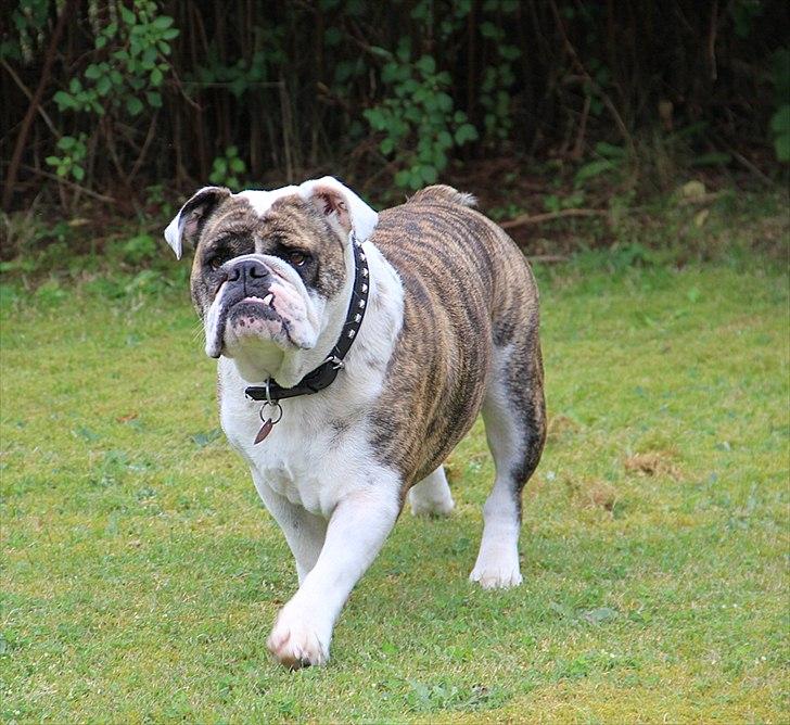 Engelsk bulldog » cecil «  billede 4