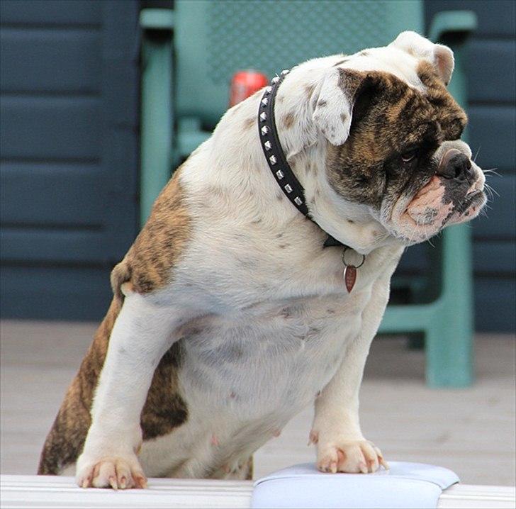 Engelsk bulldog » cecil «  billede 1