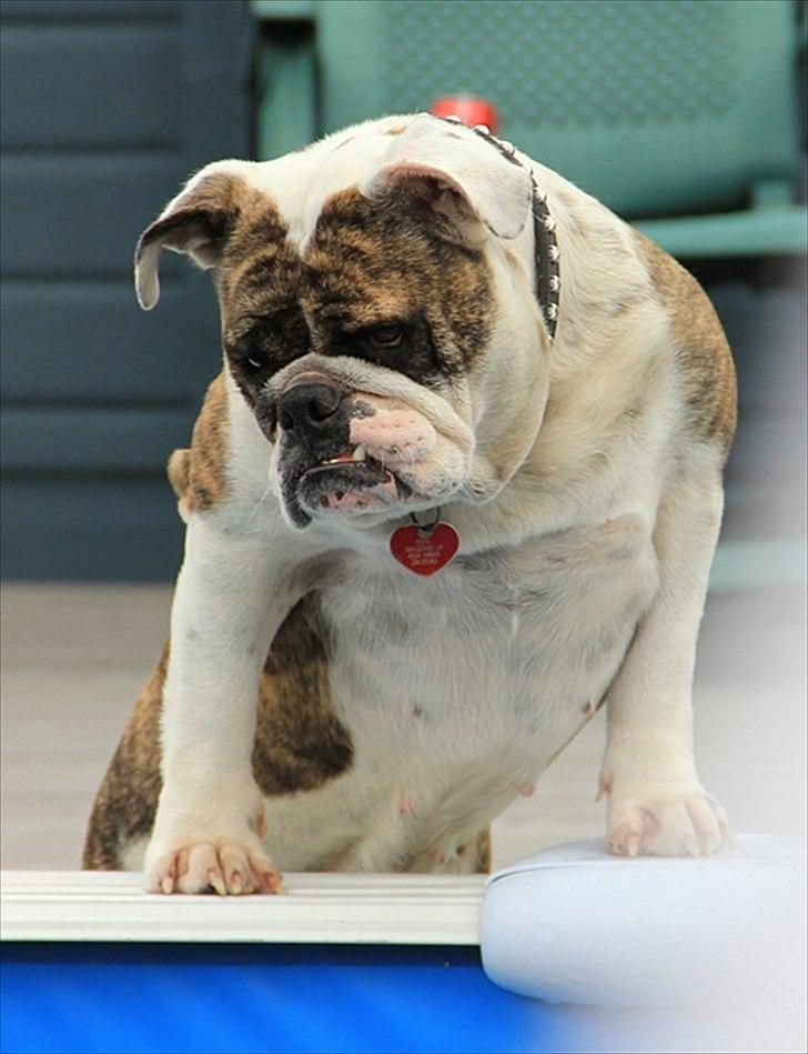 Engelsk bulldog » cecil «  billede 2