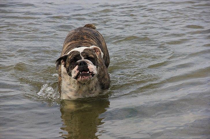 Engelsk bulldog » cecil «  billede 6