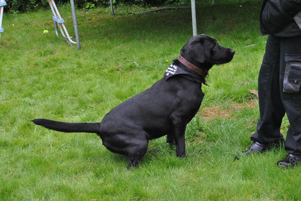 Blanding af racer Zeus billede 15