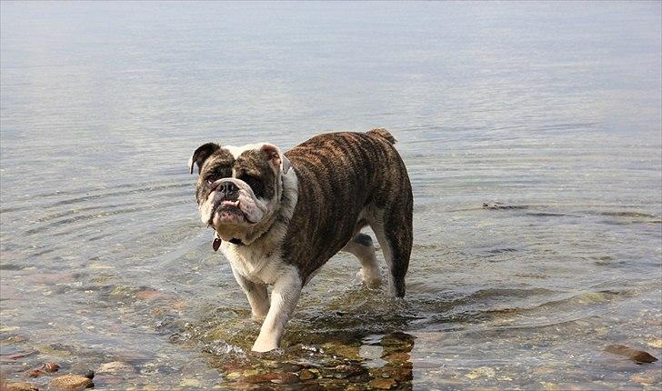 Engelsk bulldog » cecil «  billede 7