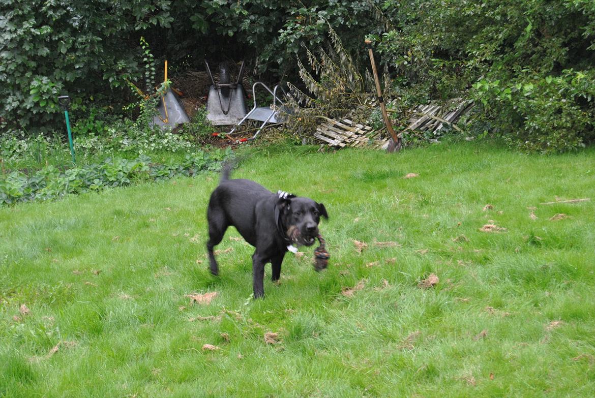 Blanding af racer Zeus billede 16