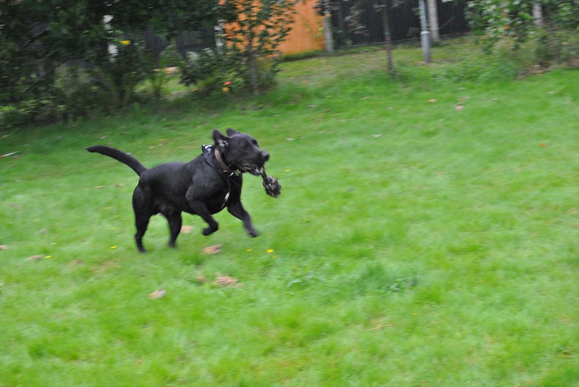 Blanding af racer Zeus billede 17