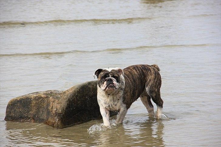 Engelsk bulldog » cecil «  billede 8