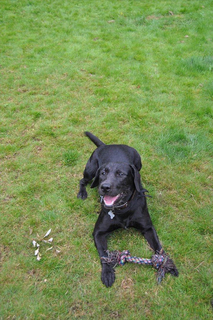 Blanding af racer Zeus billede 18