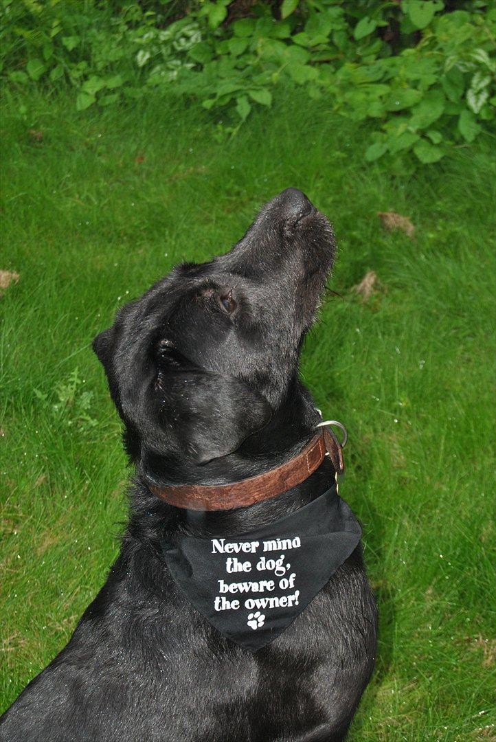 Blanding af racer Zeus billede 19