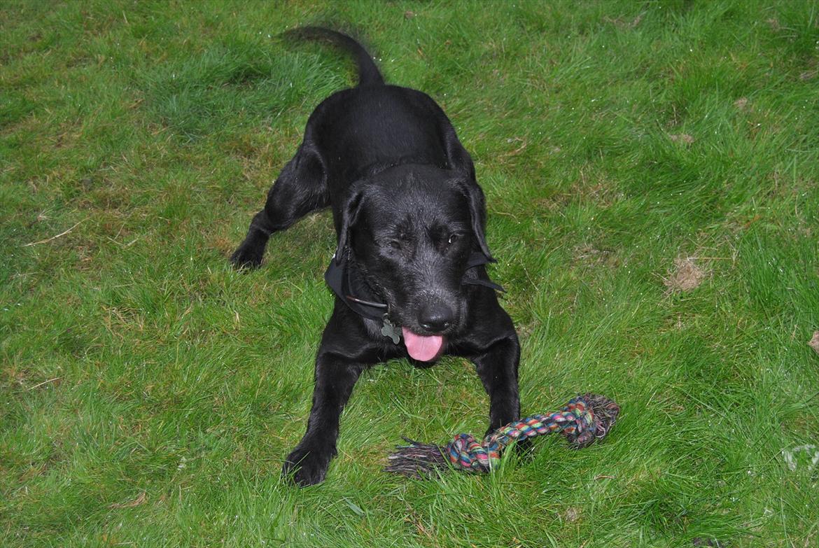 Blanding af racer Zeus billede 20