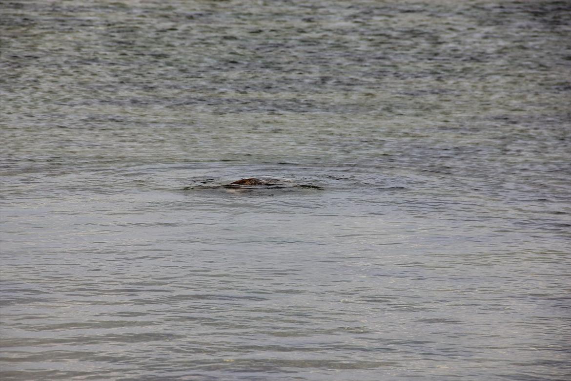 Engelsk bulldog » cecil «  - hvor er Cecil henne? billede 9