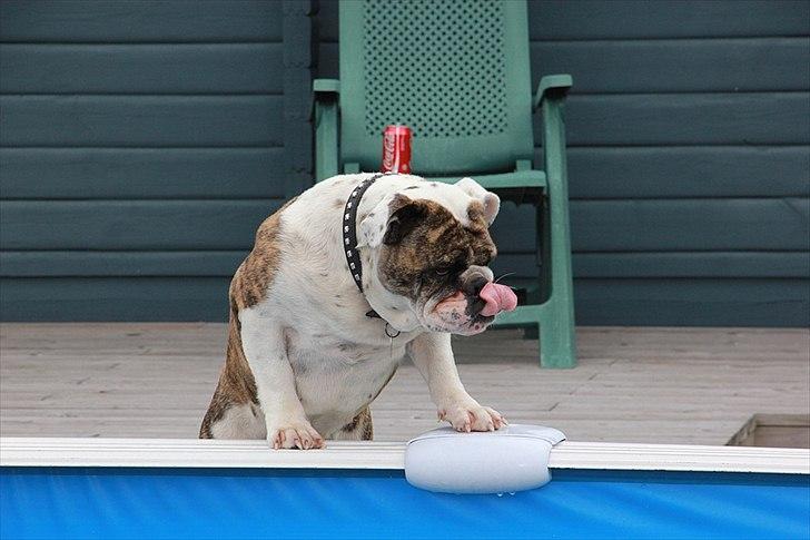 Engelsk bulldog » cecil «  - jeg ville bade! billede 10