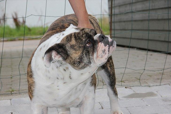 Engelsk bulldog » cecil «  billede 11