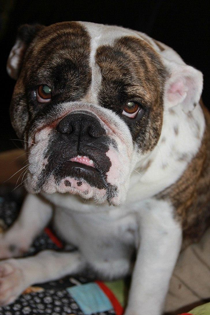 Engelsk bulldog » cecil «  billede 12