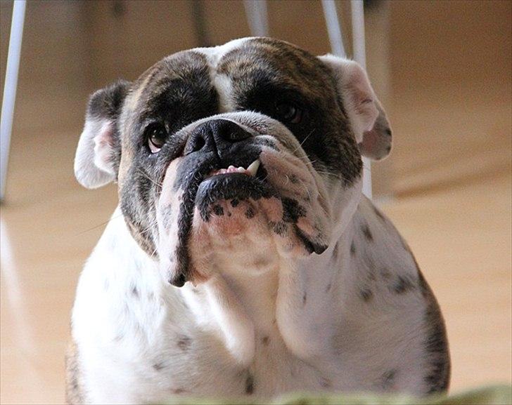 Engelsk bulldog » cecil «  billede 13