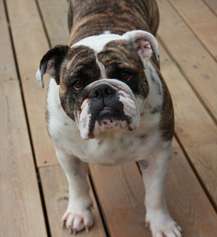 Engelsk bulldog » cecil «  billede 14