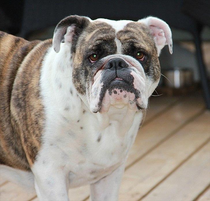 Engelsk bulldog » cecil «  billede 15