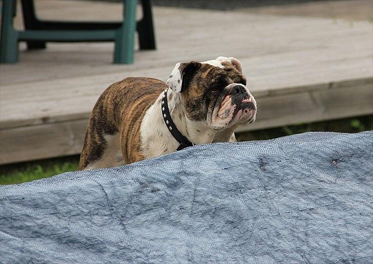 Engelsk bulldog » cecil «  billede 17