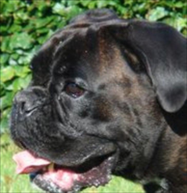 Boxer Basse/Boss billede 13