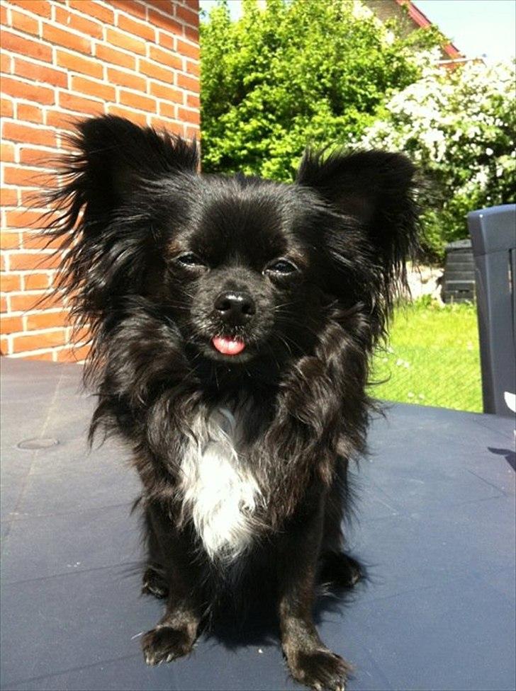 Chihuahua Miklo billede 1