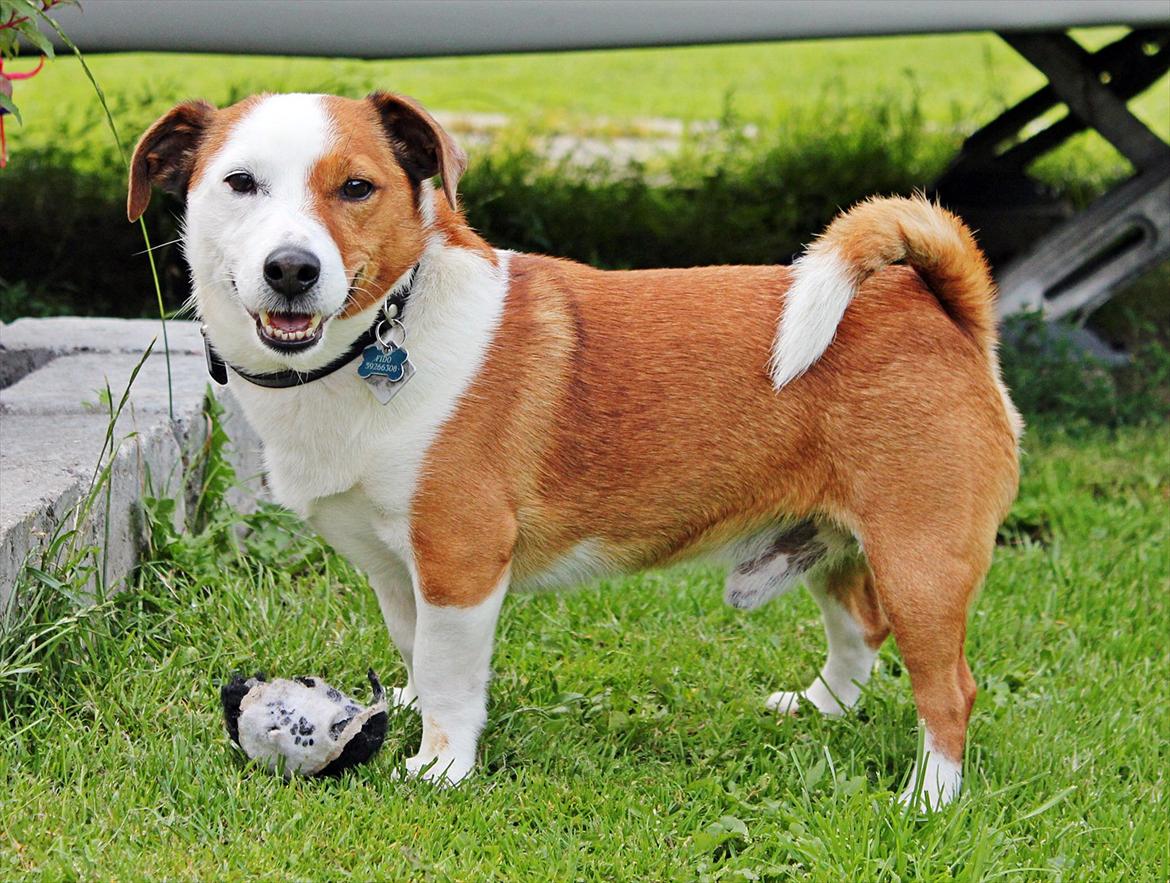 Jack russell terrier fido - Foto: Mathilde.D.B.Larsen. (Mig) billede 5