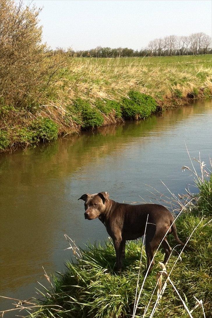 Amerikansk staffordshire terrier Bluebell billede 16