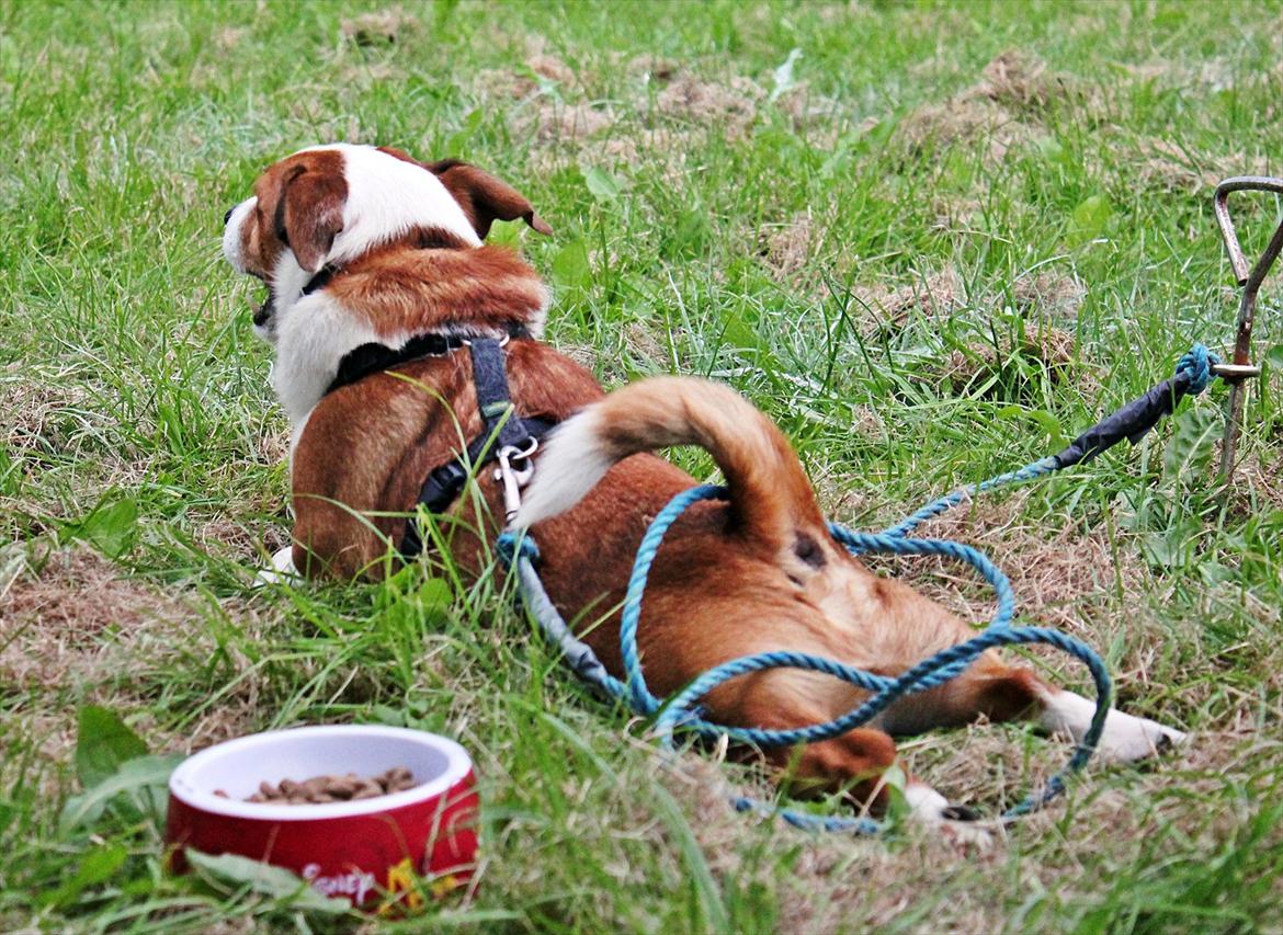 Jack russell terrier fido - Foto: Mathilde.D.B.Larsen. (Mig) billede 7