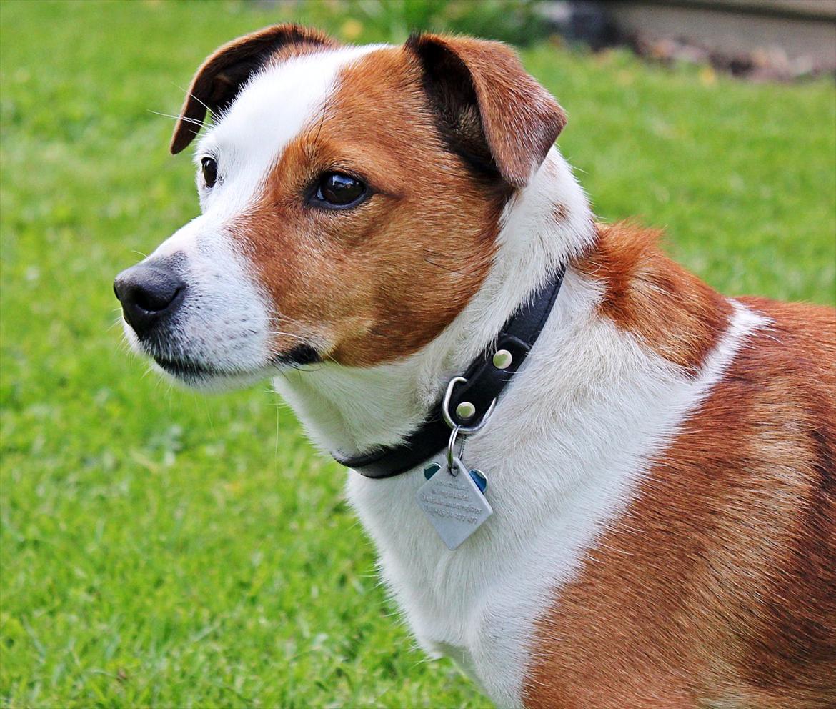 Jack russell terrier fido - Foto: Mathilde.D.B.Larsen. (Mig) billede 6