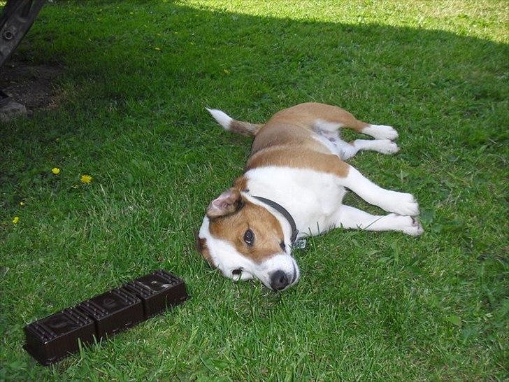 Jack russell terrier fido - Foto: Mathilde.D.B.Larsen. (Mig) billede 8