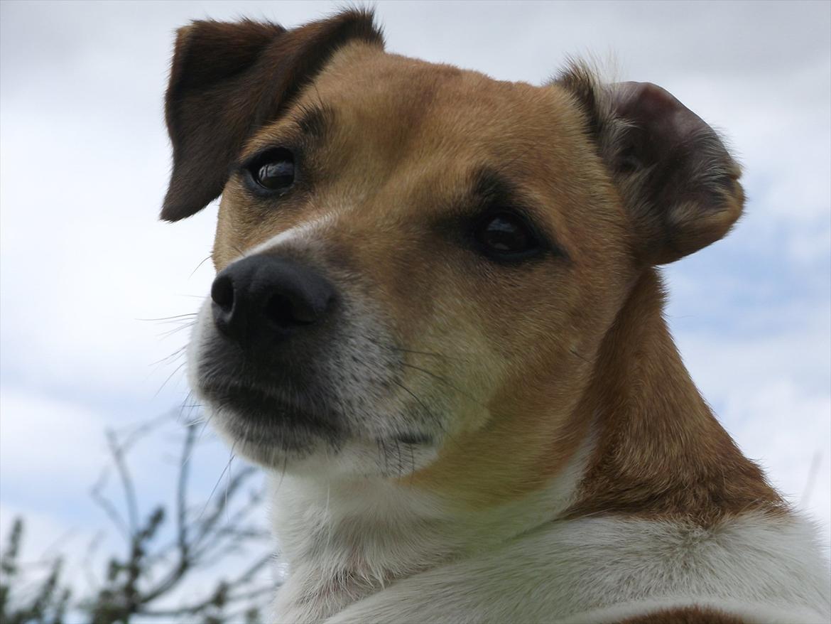 Dansk svensk gaardhund Monti<3 - sommer 2011 (: billede 14