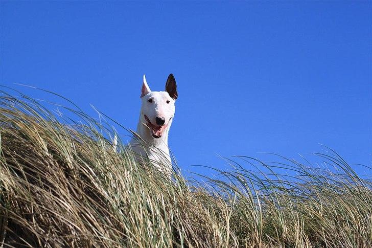 Bullterrier Lulu *himmelhund* billede 16