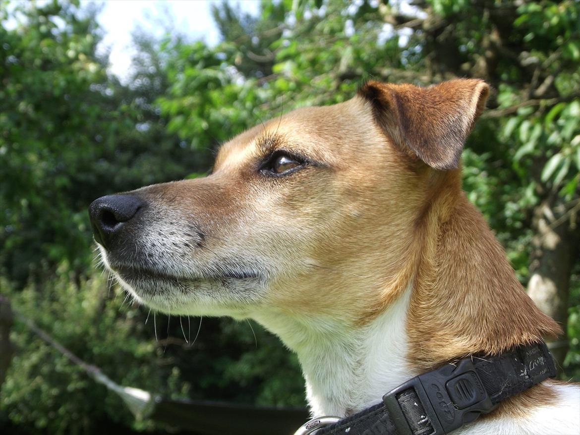 Dansk svensk gaardhund Monti<3 - Sommer 2011 i haven (: billede 15