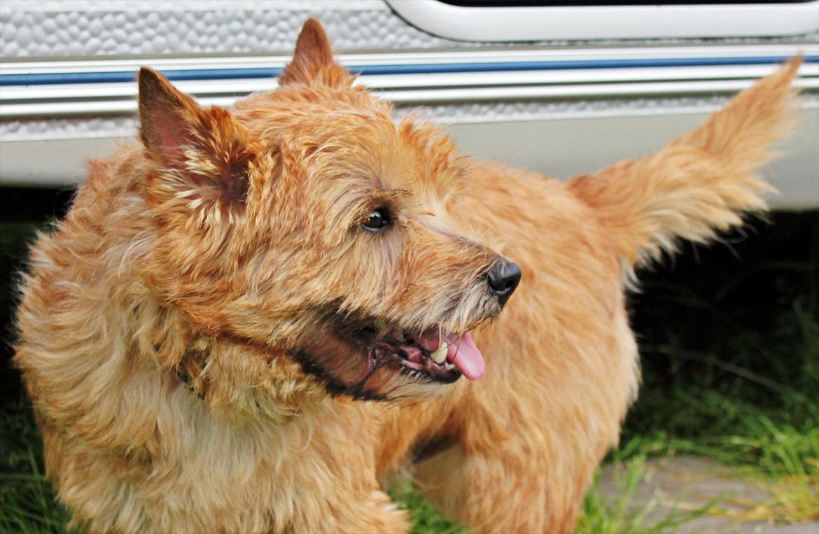Cairn terrier joey billede 3