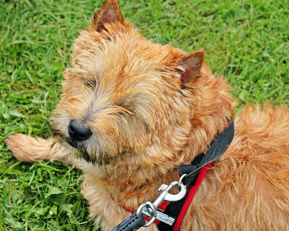 Cairn terrier joey billede 5