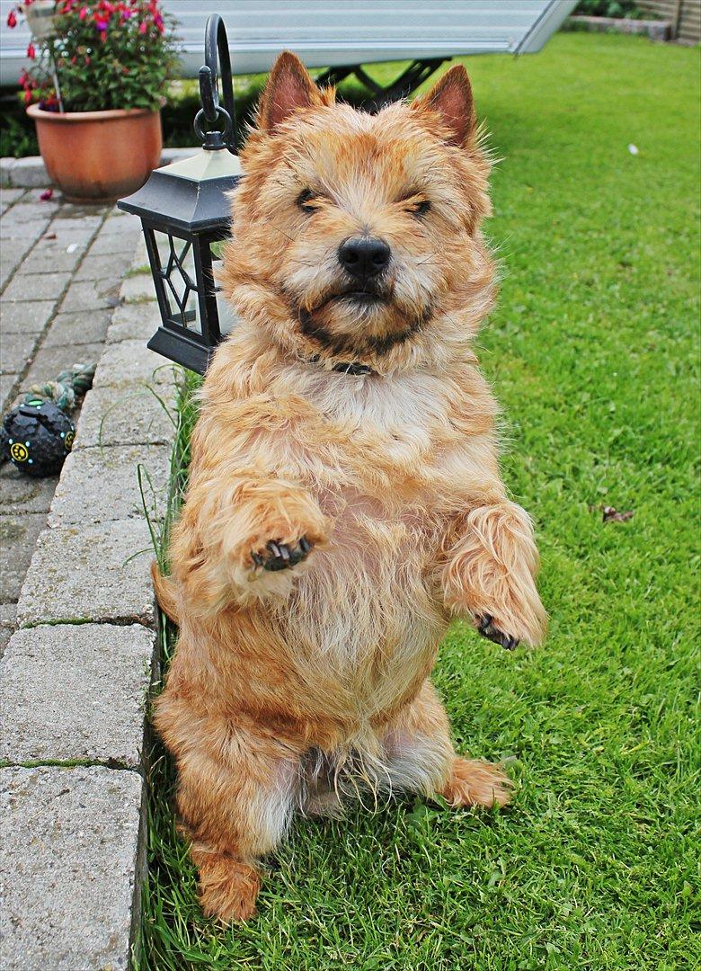 Cairn terrier joey billede 4