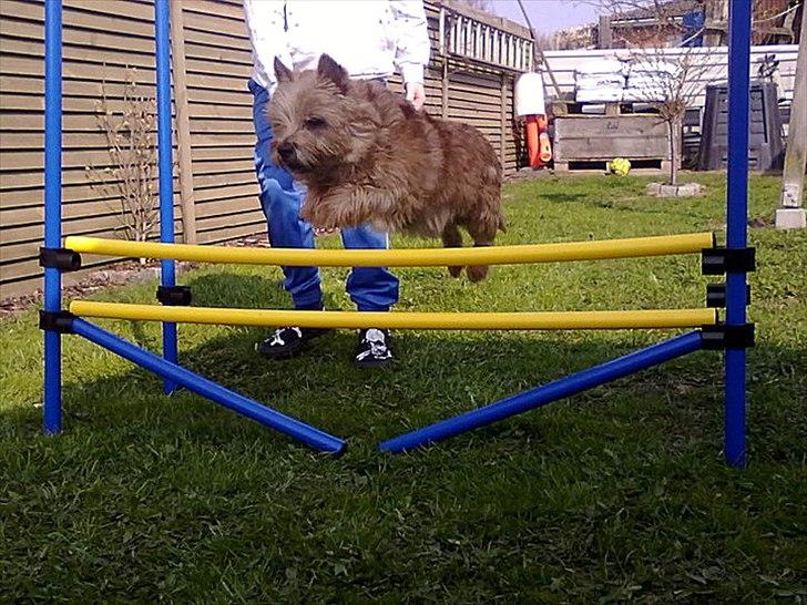 Cairn terrier joey billede 7