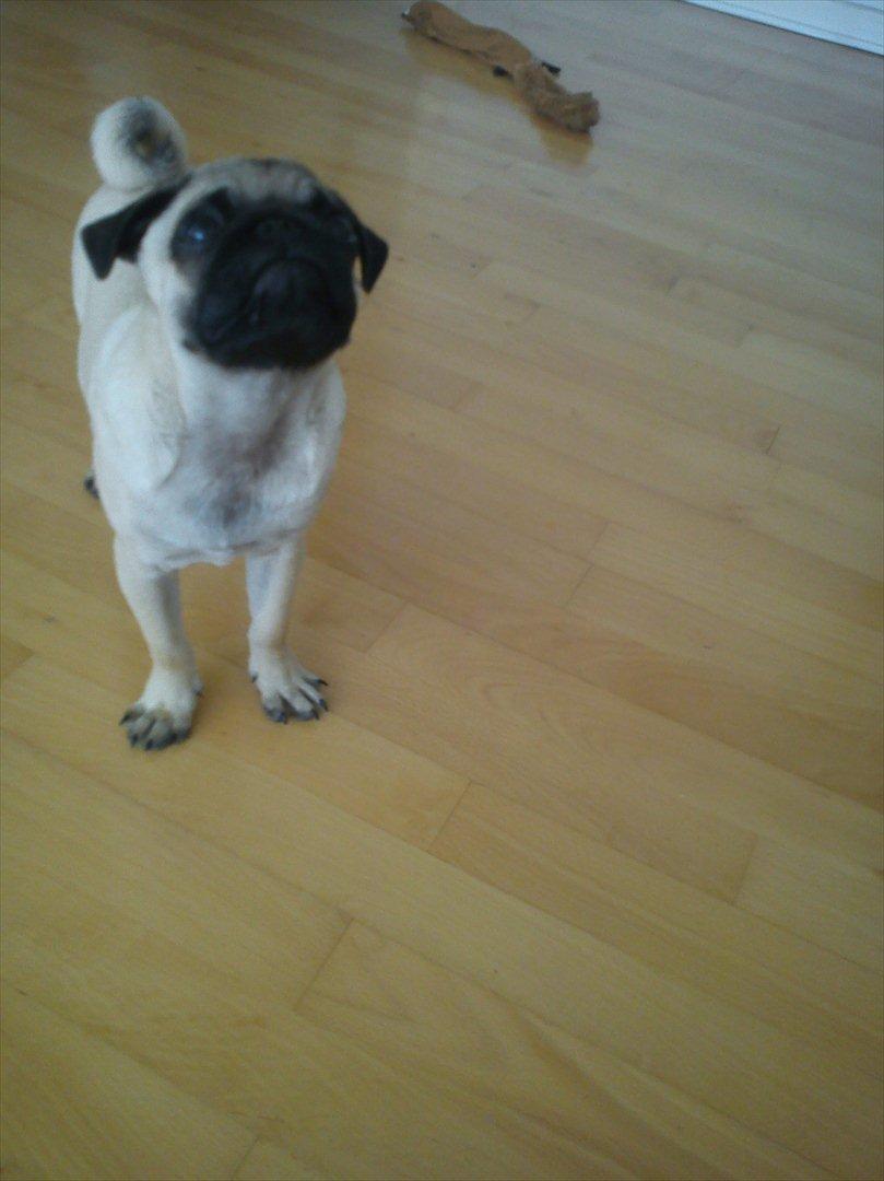 Mops Flemming billede 9