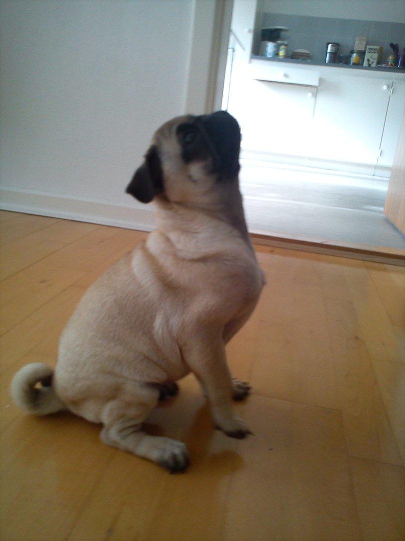 Mops Flemming billede 10