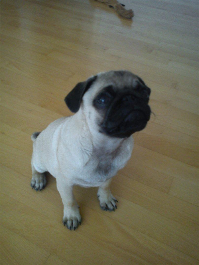 Mops Flemming billede 11