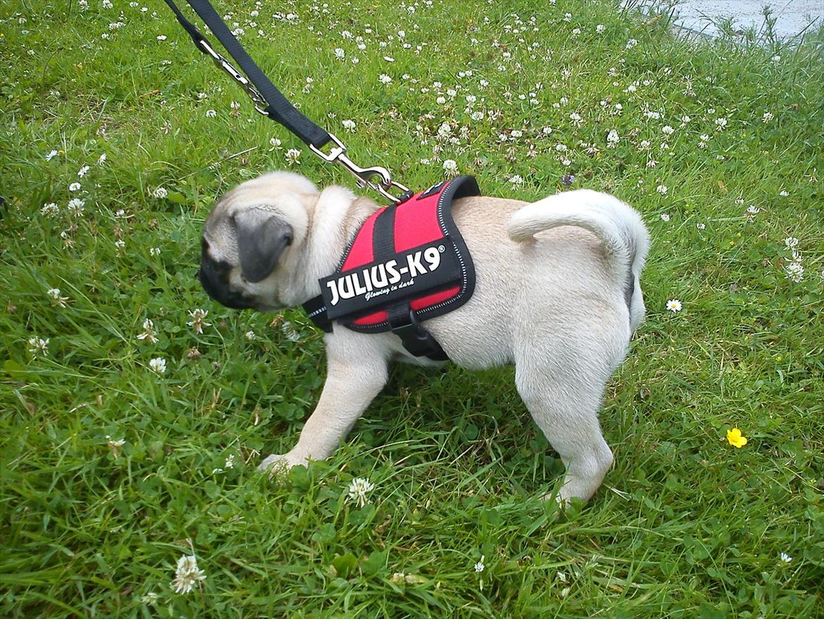 Mops Flemming billede 13