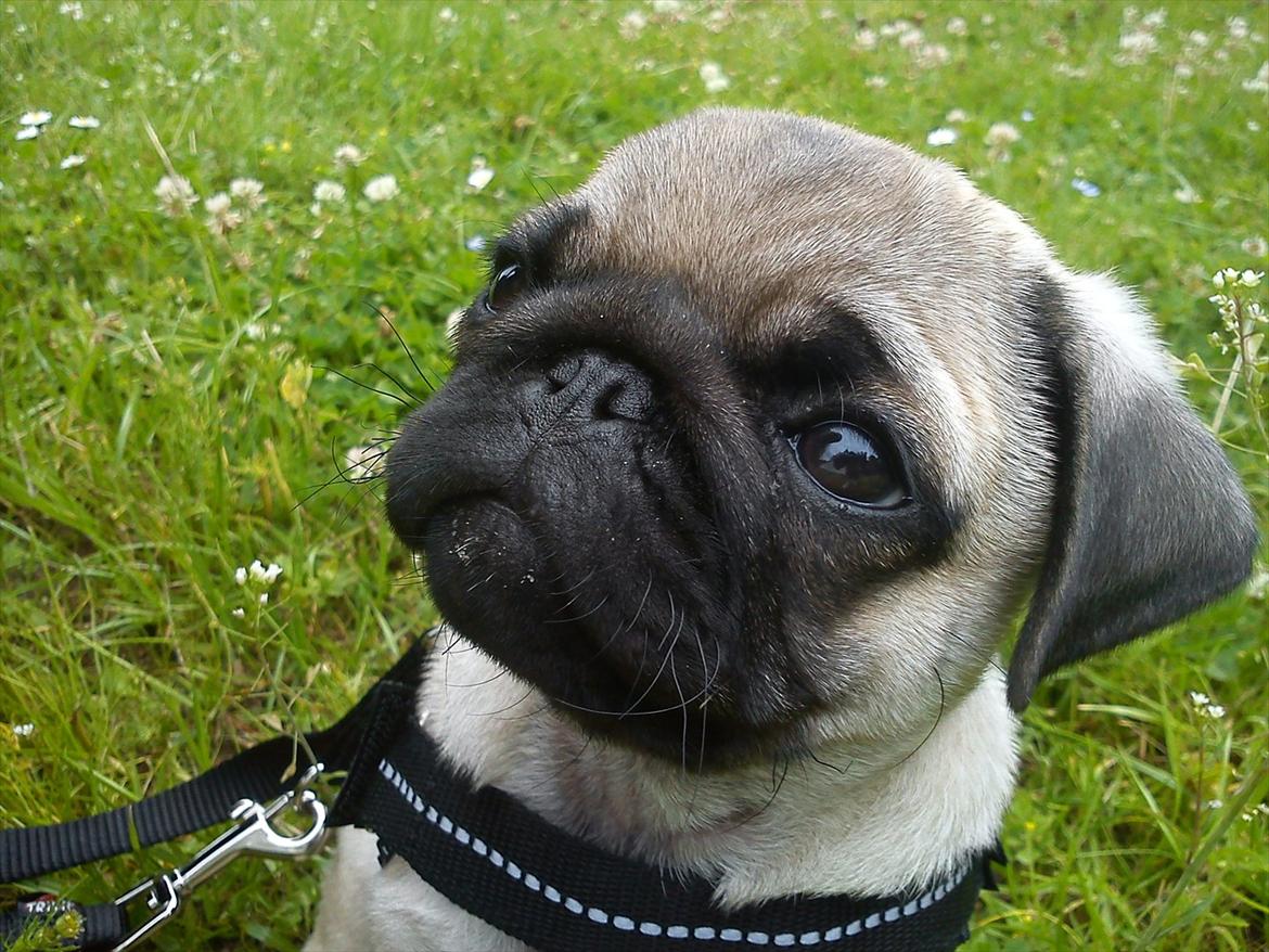 Mops Flemming billede 1